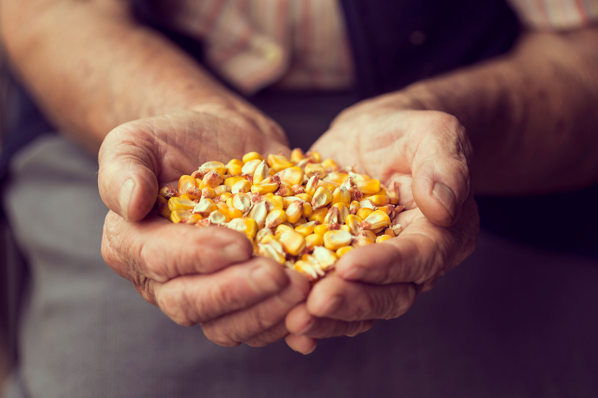 Corn